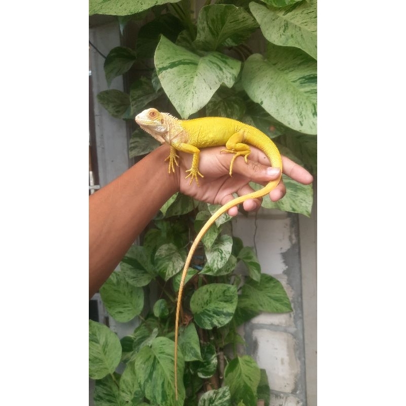 mainan green iguana albino