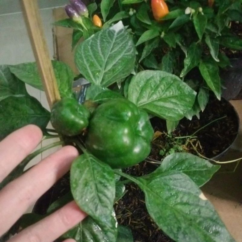 bibit paprika