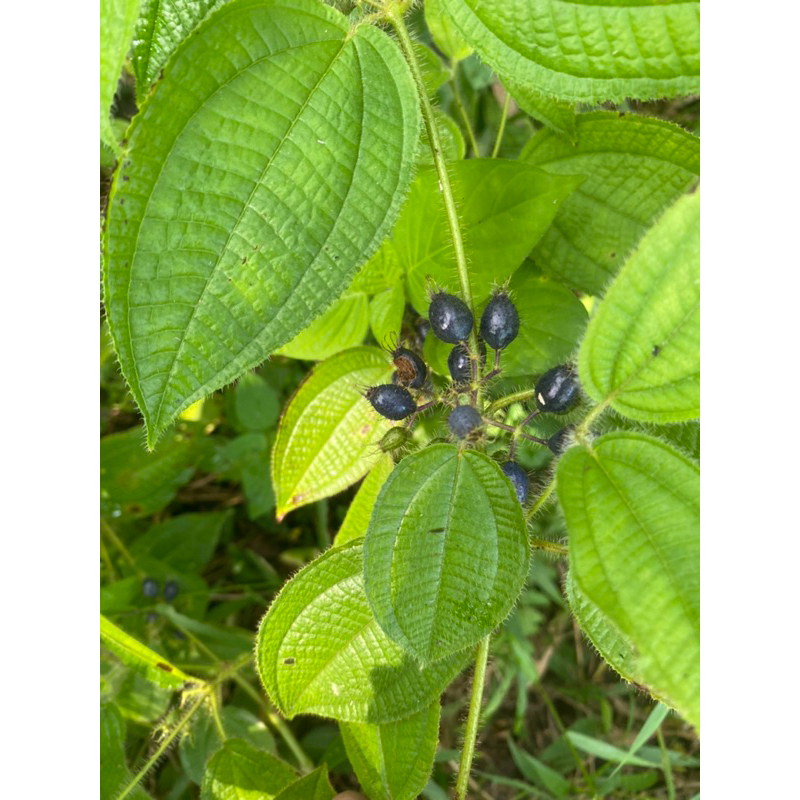 

BUAH & DAUN HARENDONG
