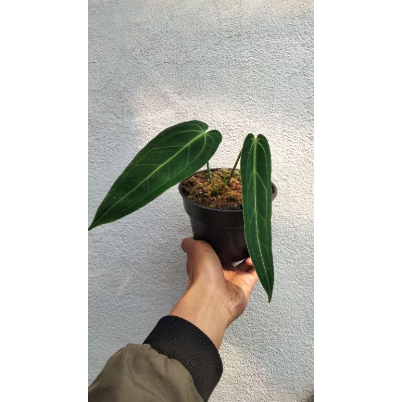 Anturium waroq/lidah gajah