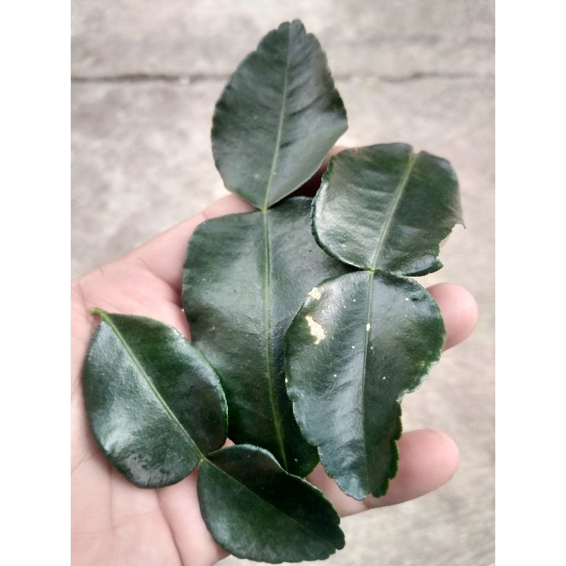 

daun jeruk purut bumbu masakan 50 gram