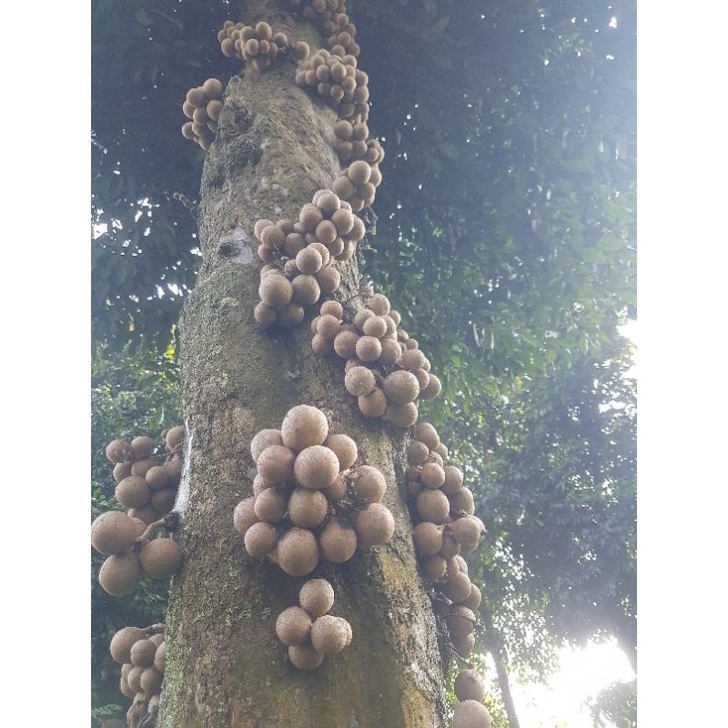

buah kepel / buah burahol per kg