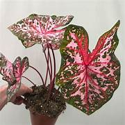 Tanaman Hias Caladium Worton
