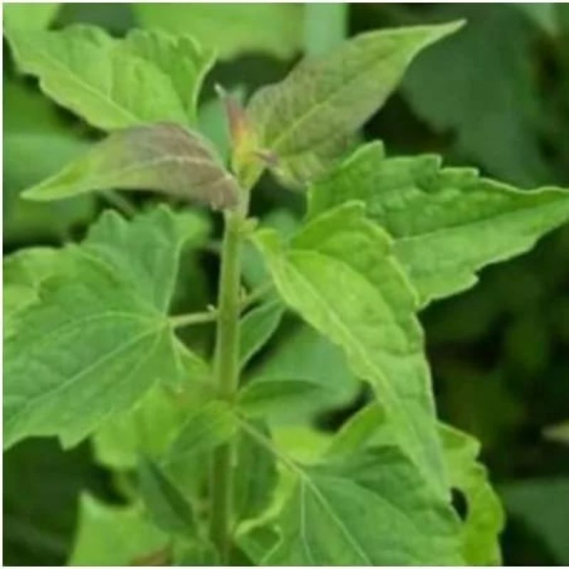 

Daun Kriyuh 100 Lembar Daun Kopasanda Daun Balakacida Segar Obat Herbal