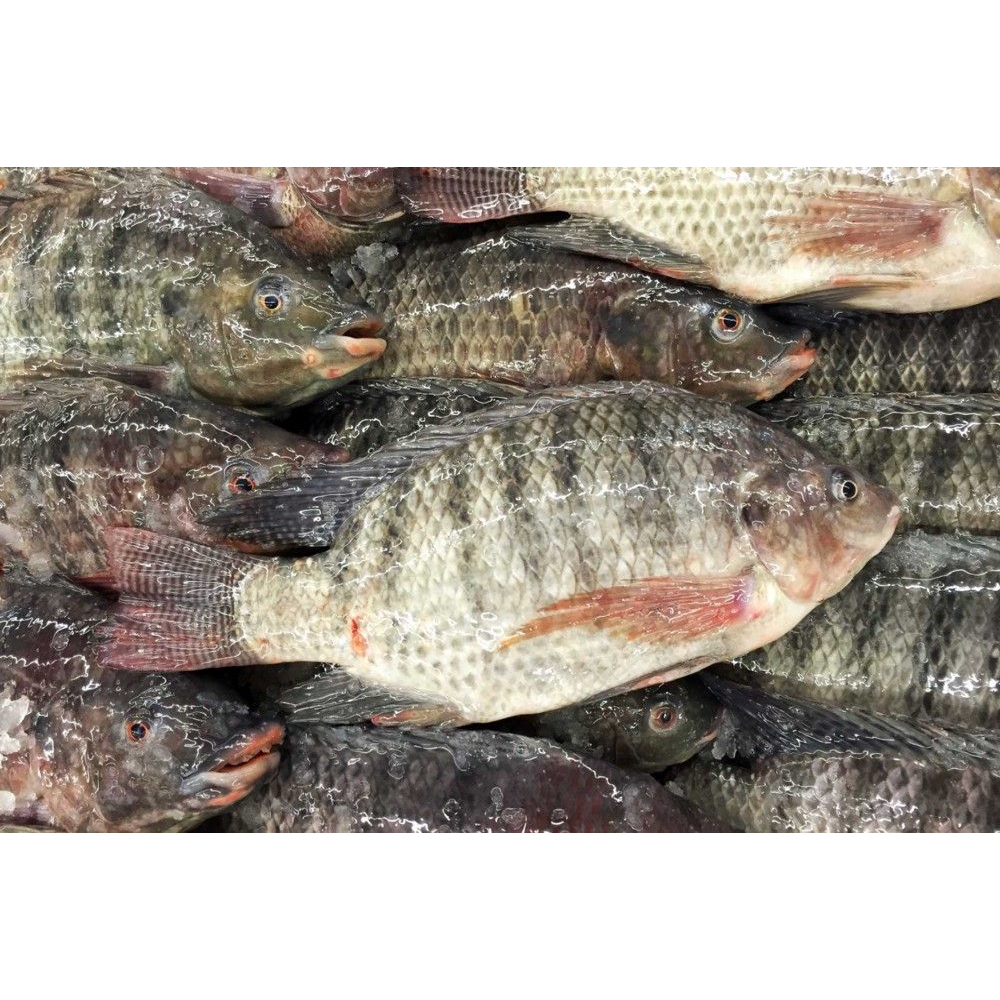 

ikan mujair basah fresh 500gr