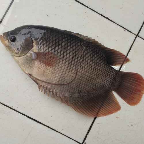 

ikan gurami 1kg