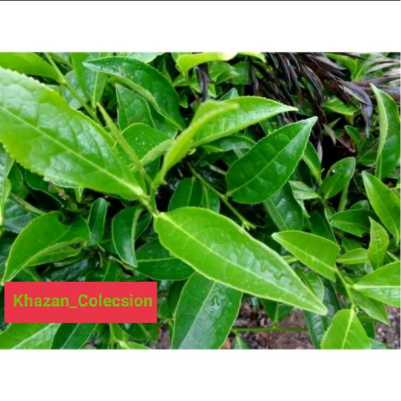 Bibit Teh hijau siap tanam