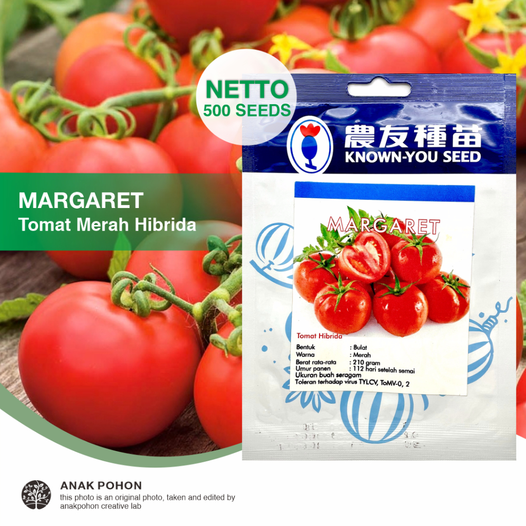 (1 PACK - 500 SEEDS) Benih Tomat Merah Bulat MARGARET Hibrida F1 Seeds - Known You Seed KYS