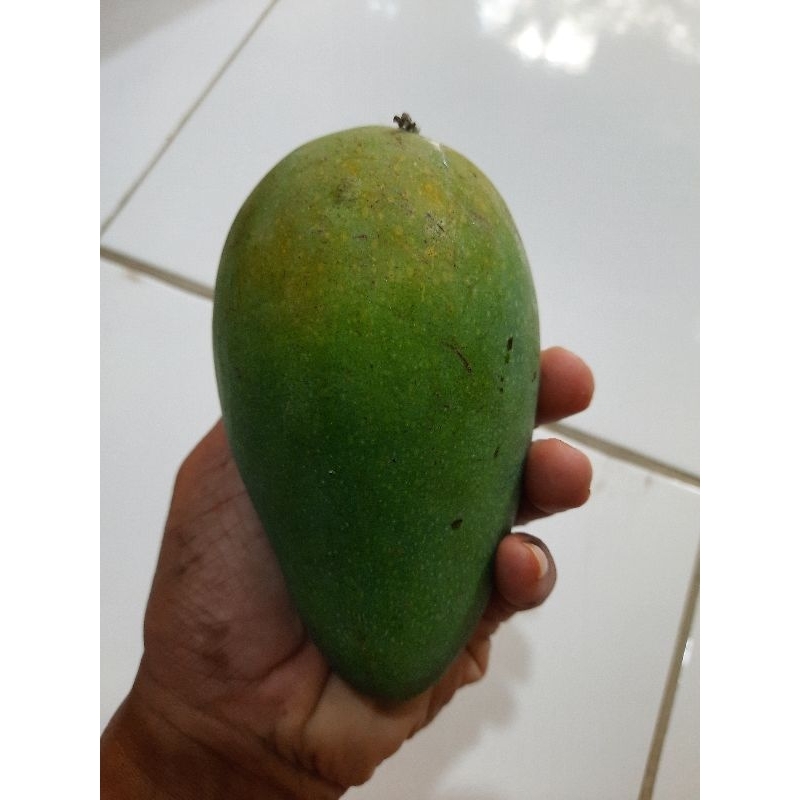 

mangga harum manis /1 kg