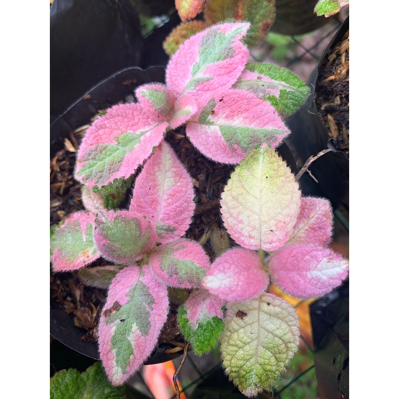 Episcia Picasso