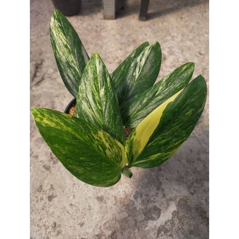 tanaman hias monstera standleyana varigata kuning