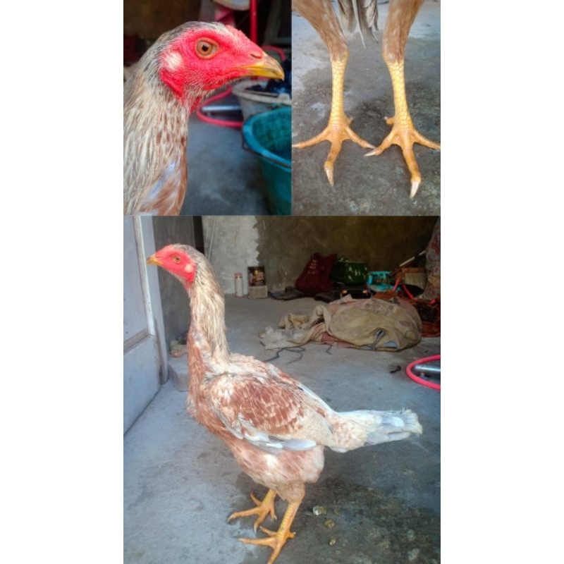 Biang Plucker White Dragon Dg Box Pengiriman Materi Kandang Jawara Pakai Segel Sayap