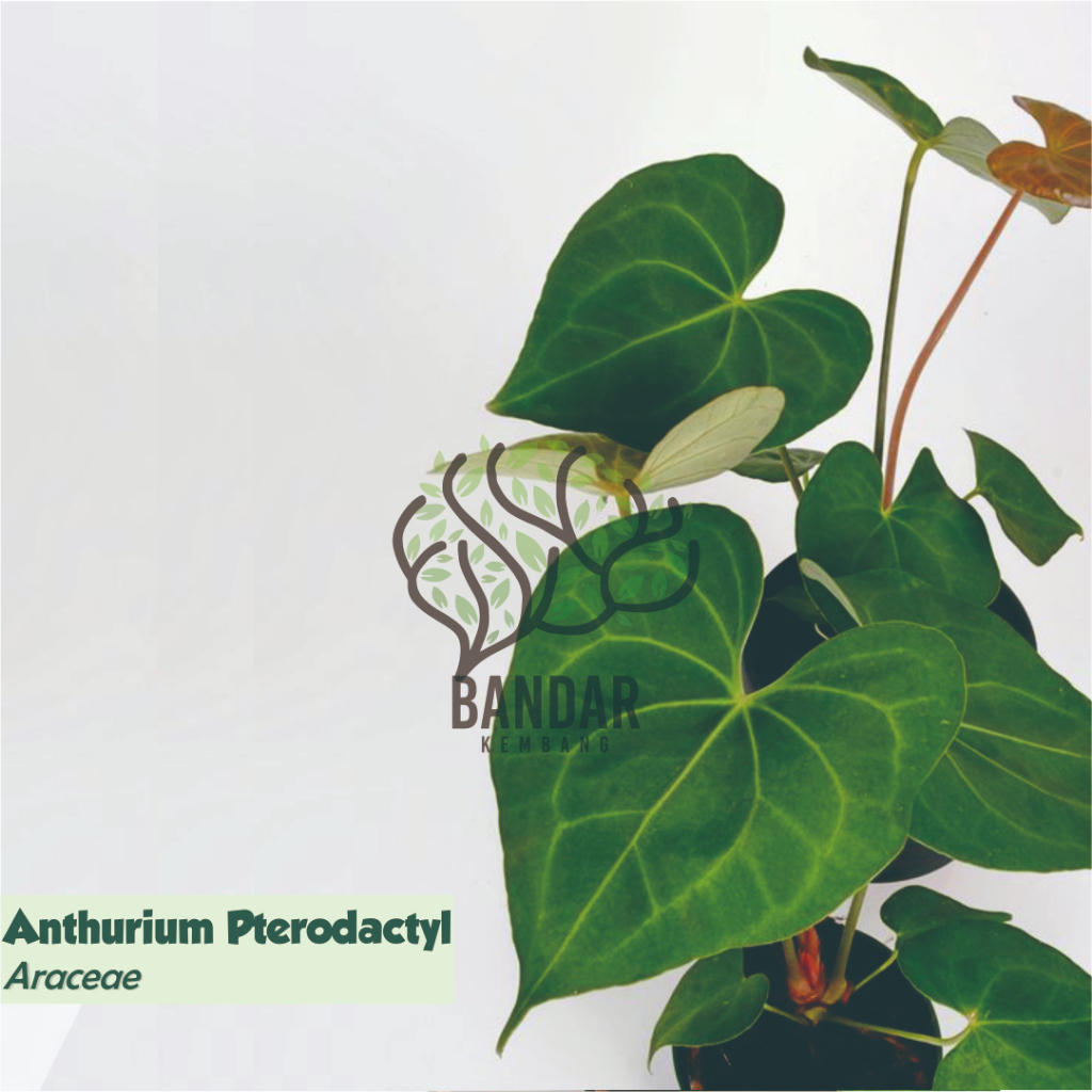 Anthurium Pterodactyl Tanaman Hias Koleksi Esthetik