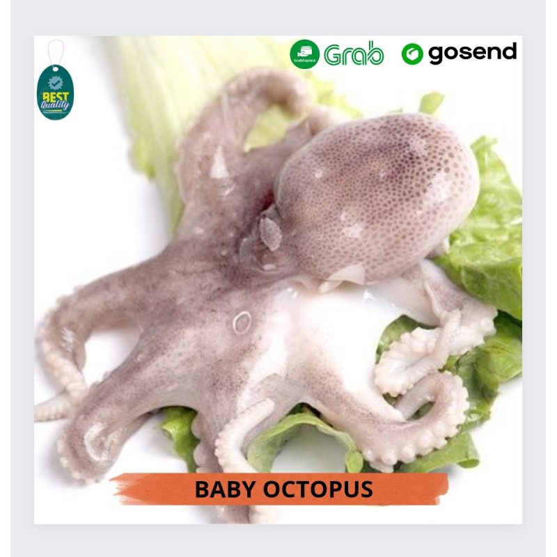 

Baby Octopus - 1000gr