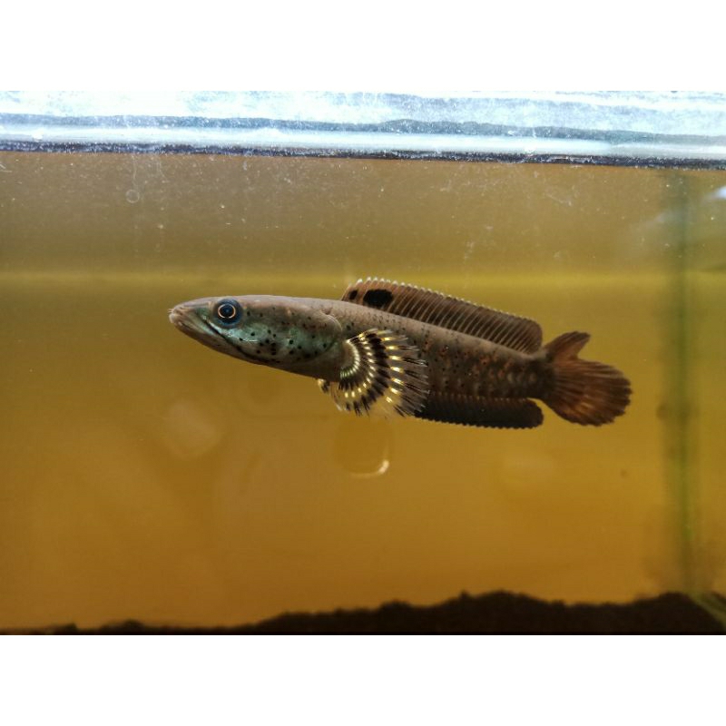cod kebutuhan aquarium channa b.pulcra dobel tail uk 10cm