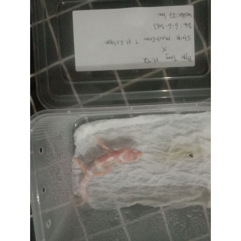 mainan baby leopard gecko