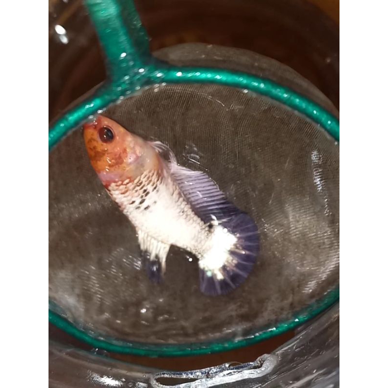 1 pair fancy full banding line fccp