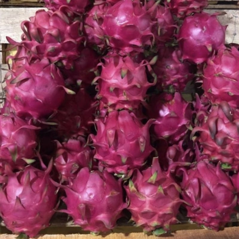 

Buah Naga Merah/ Segar/Manis/ 500 gram (1 butir)