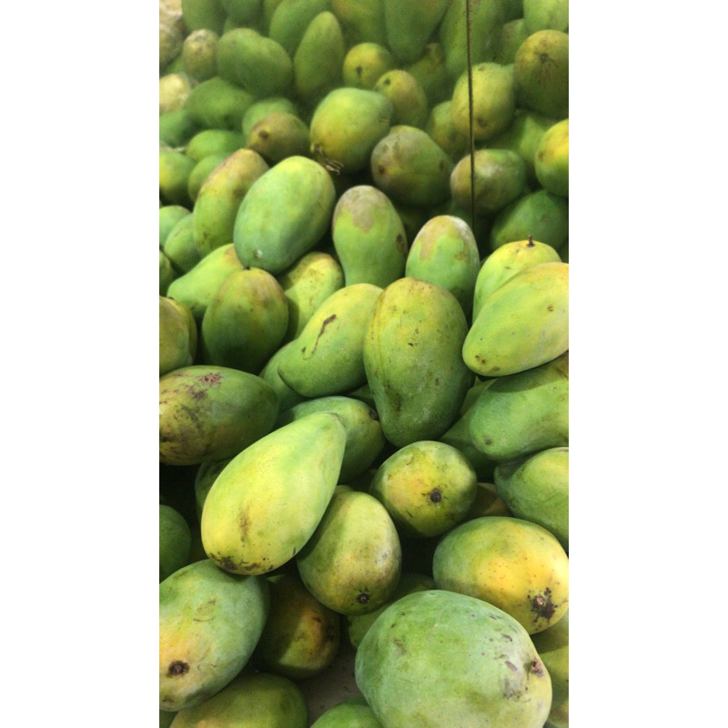 

Mangga (Harum Manis) 1 Kg