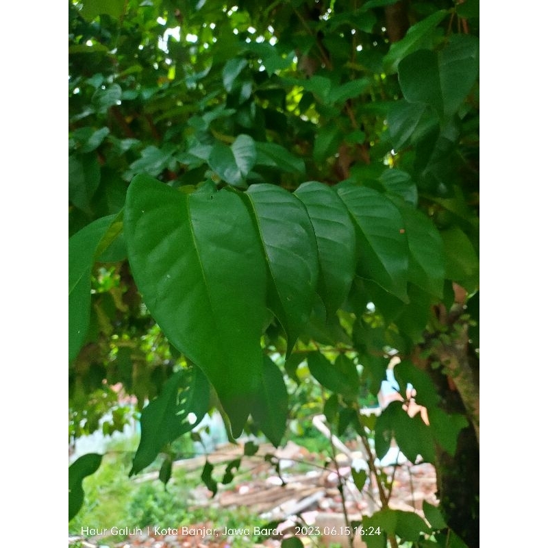 

Daun Salam Segar