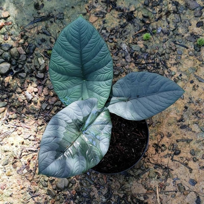 alocasia melo chaii