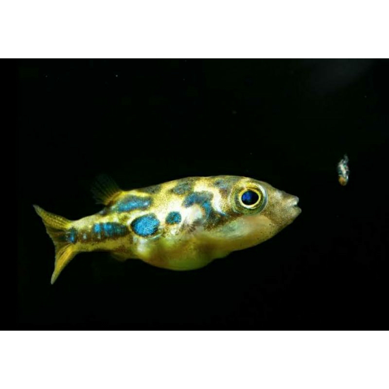 Indian Dwarf Pea Puffer/Mini Puffer Aquascape