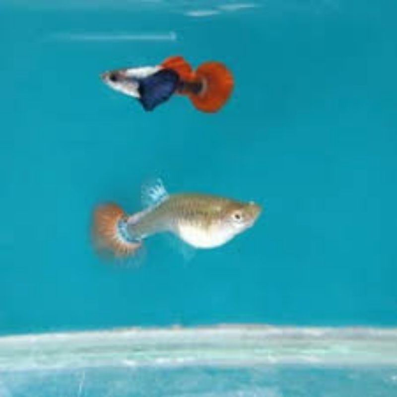 

Guppy per pasang jenis random