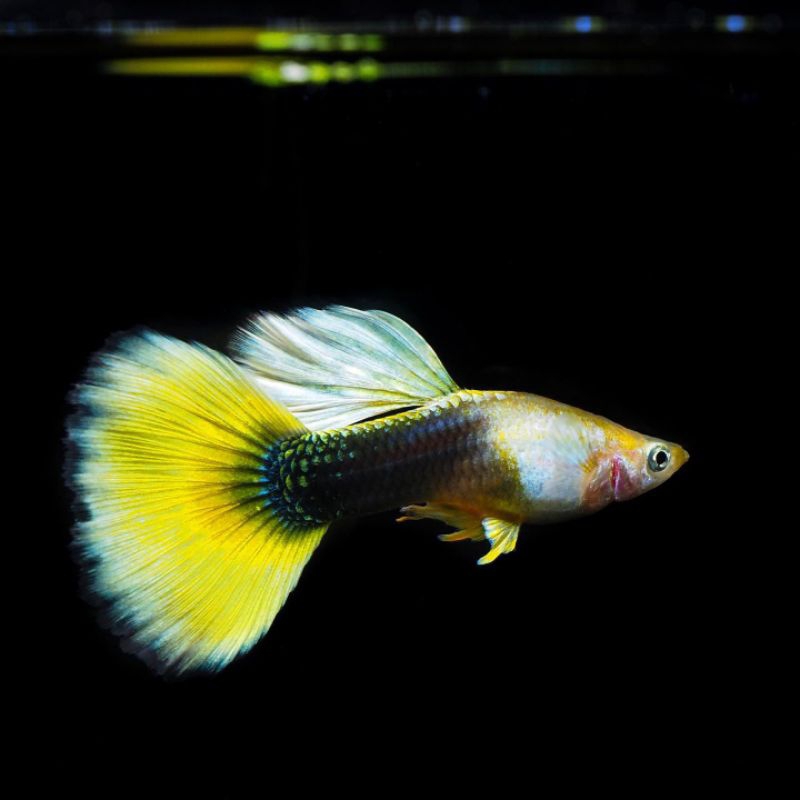 Guppy Hb Pastel / Hb Yellow Hiasan Aquarium