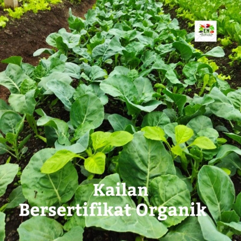 

1kg Sayur Kailan 100% Sertifikat Vegetable Murah Sehat Healthy Life Grosir Supermarket