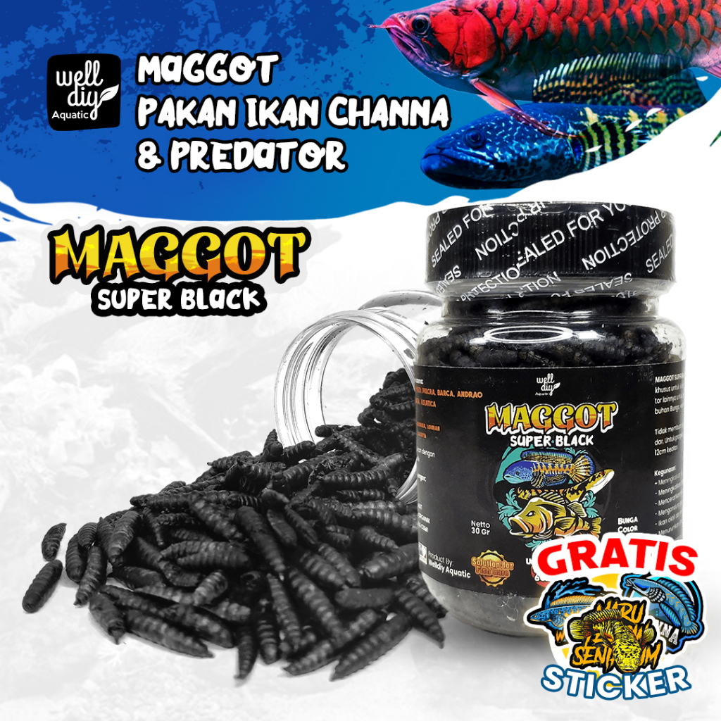 Maggot Kering Black Pakan Ikan Channa SUPER BLACK - 30g