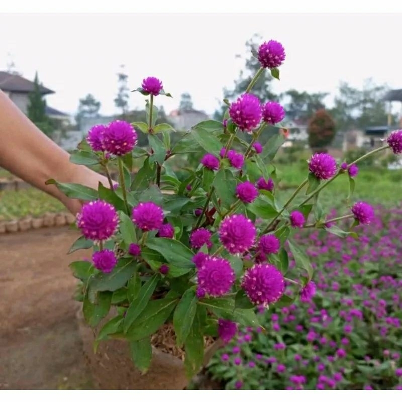 5 biji bibit/benih bunga knop kancing / bunga hias