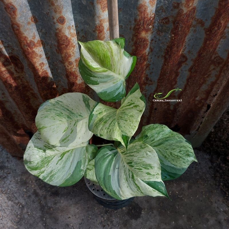 tanaman hias monstera epipremnum aureum manjula.(daun besar)