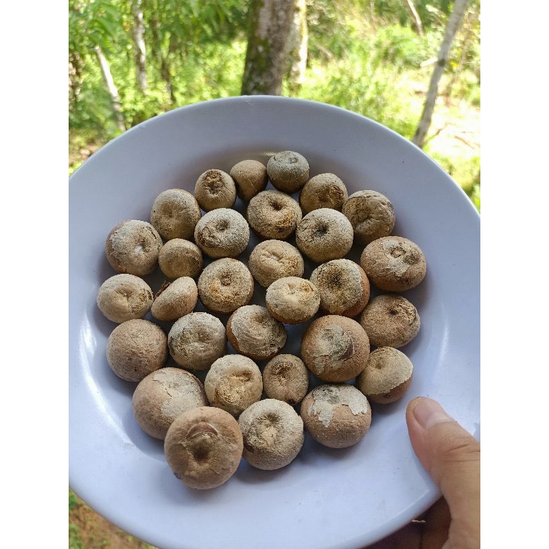 

Pinang Kering, kualitas pilihan oke. Herbal, kesehatan.