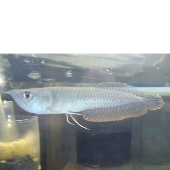 Ikan Arwana Silver Red Mutasi Perfect Form Kolpri Real Pict