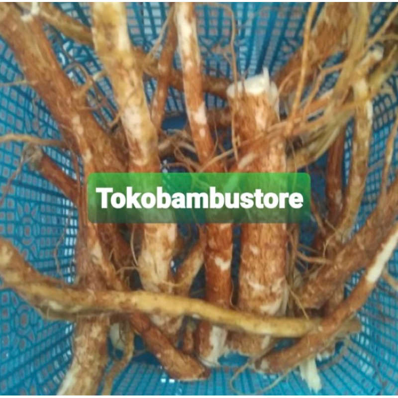 

Akar pepaya jepang segar akar gedi 200 gram-az