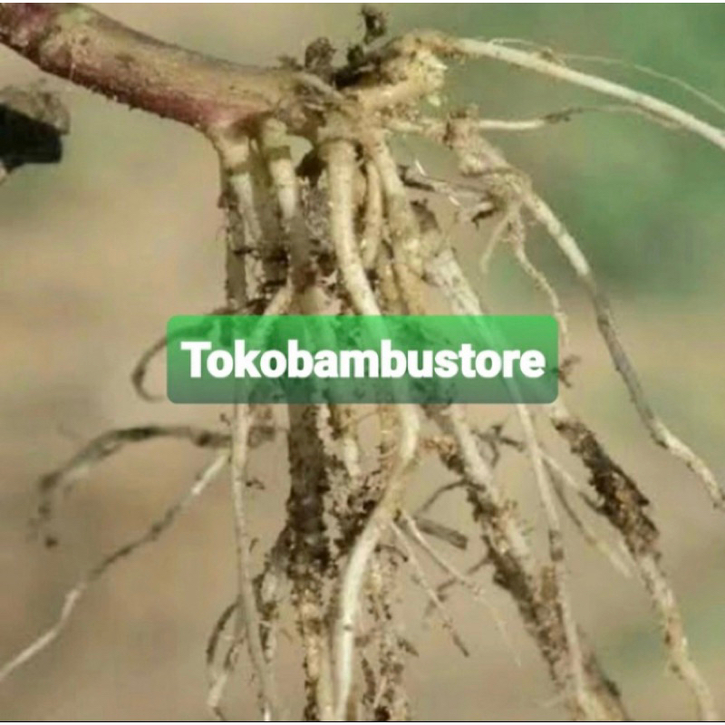 

Akar bandotan segar 500 gram fresh-az