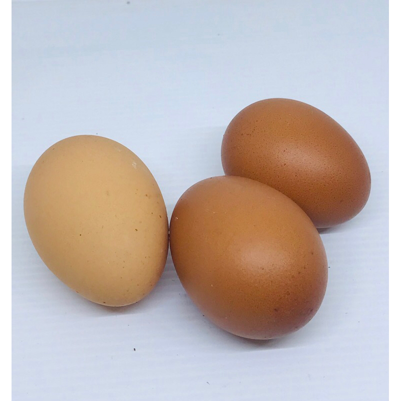 

telur ayam negeri