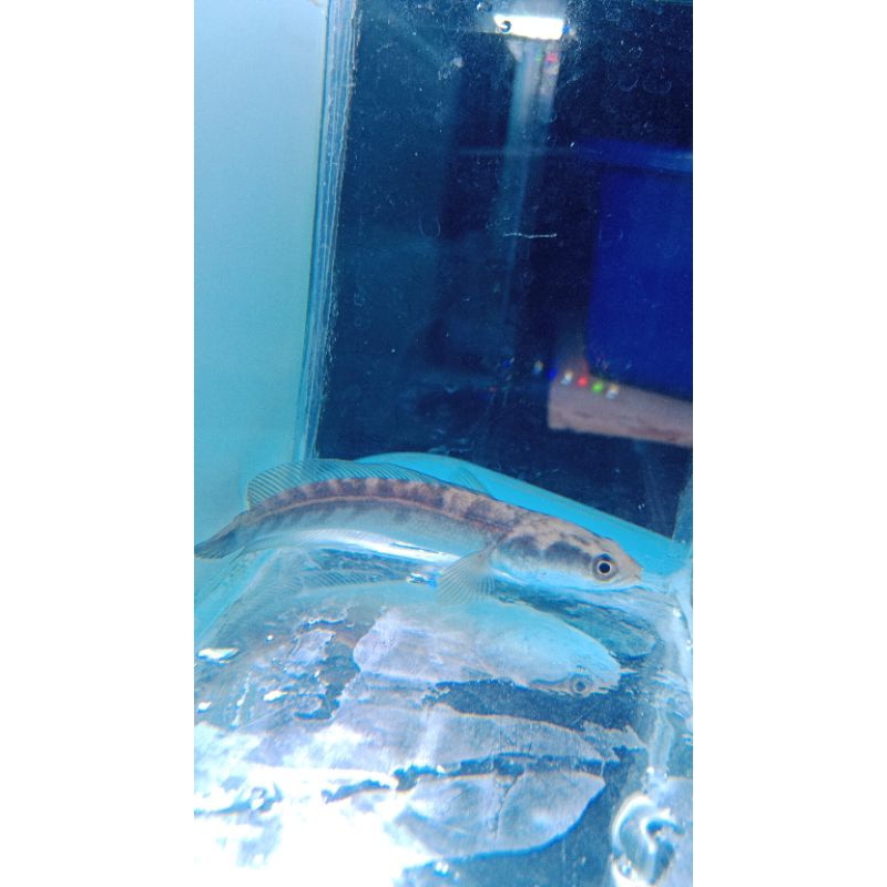 Ikan Channa Yellow Sentarum Size 11-13 Cm