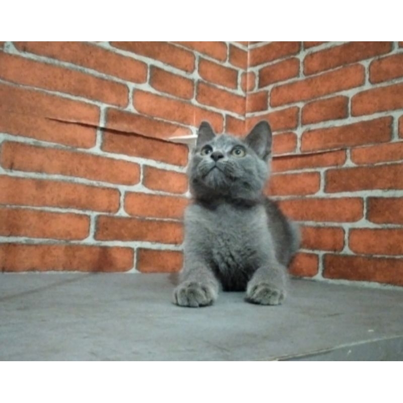kucing kitten British blue shorthair
