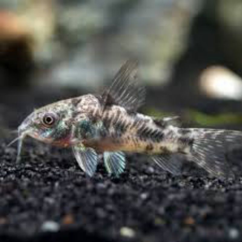 

corydoras paleatus