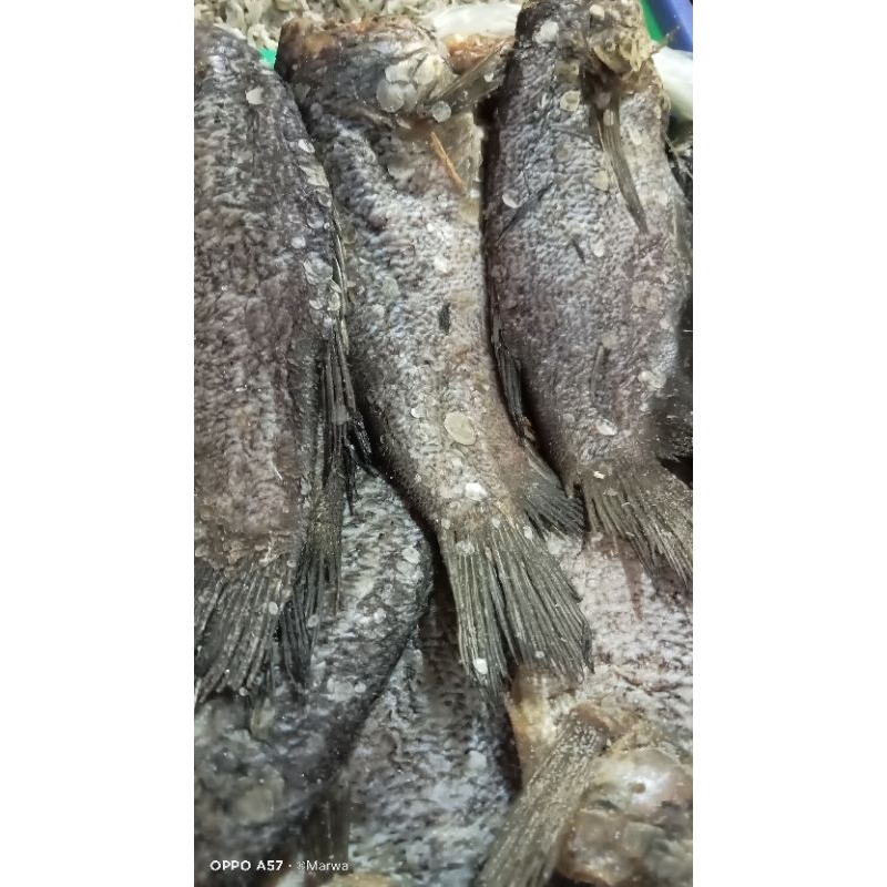 

ikan asin sepat siyem/siam ikan asin sepat kualitas super