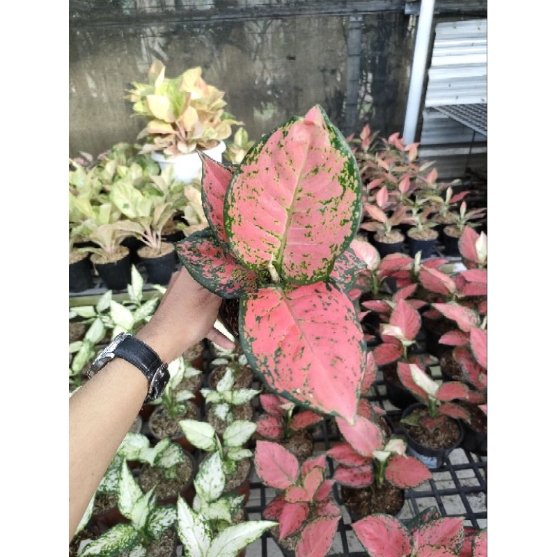 Aglonema Red katrina