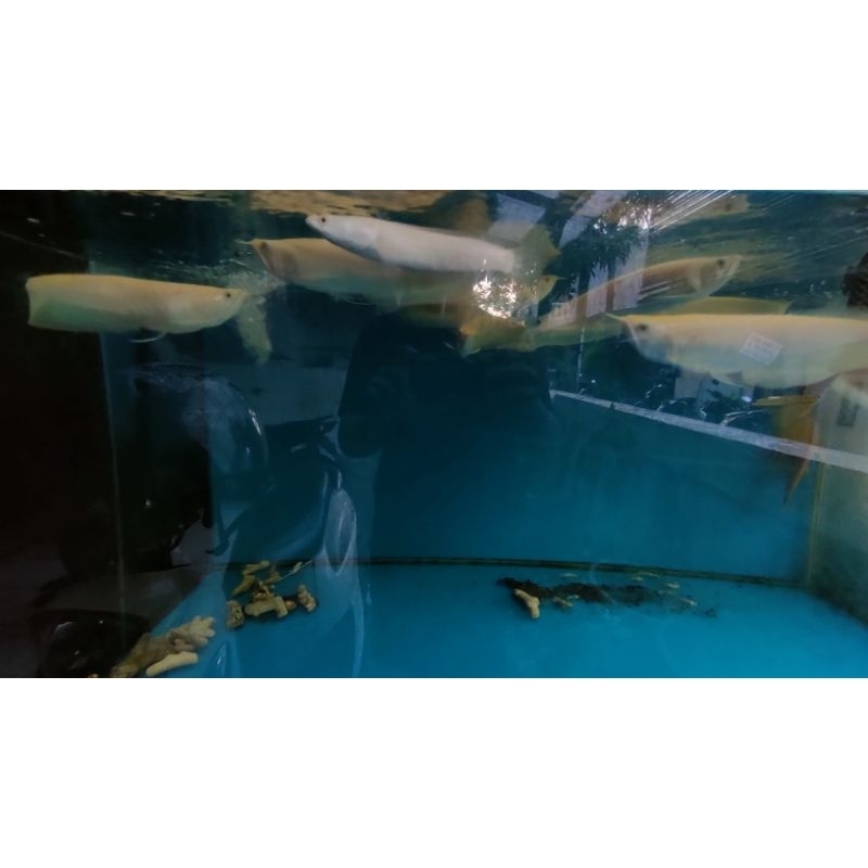 ARWANA ALBINO MATA ANGGUR