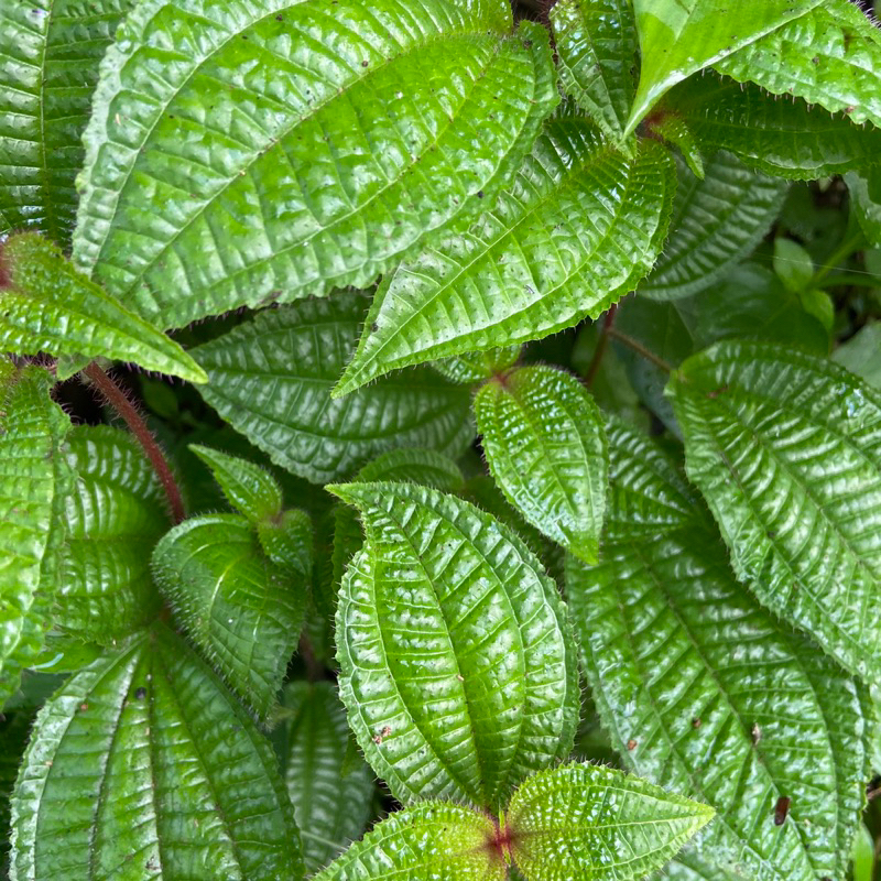 

Daun senduduk bulu harendong bulu clidemia hirta segar 500 gram-az