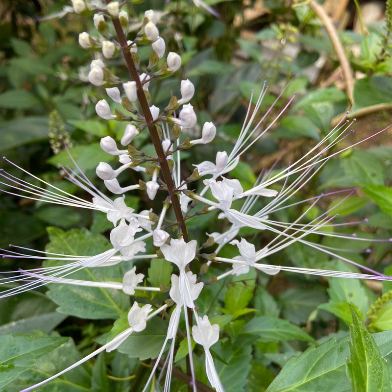 

Bunga kumis kucing segar khusus bunga nya perikat-az