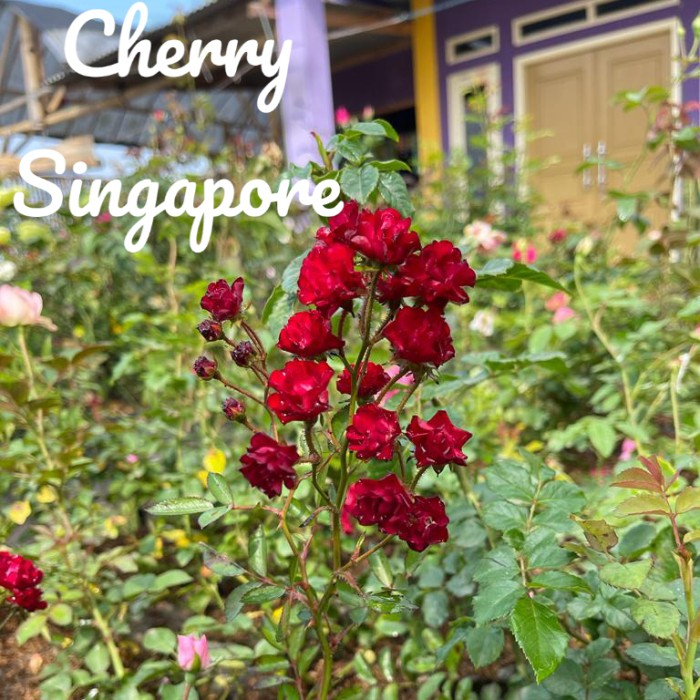 Tanaman Bunga MAWAR CHERRY SINGAPORE - Tanaman Hias Merambat