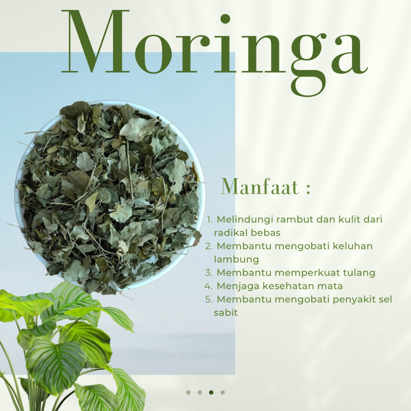 

Teh Moringa