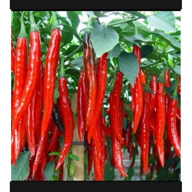 100 BENIH CABAI CABE MERAH BESAR SAYURAN TAHAN VIRUS CABAI UNGGUL BERKUALITAS