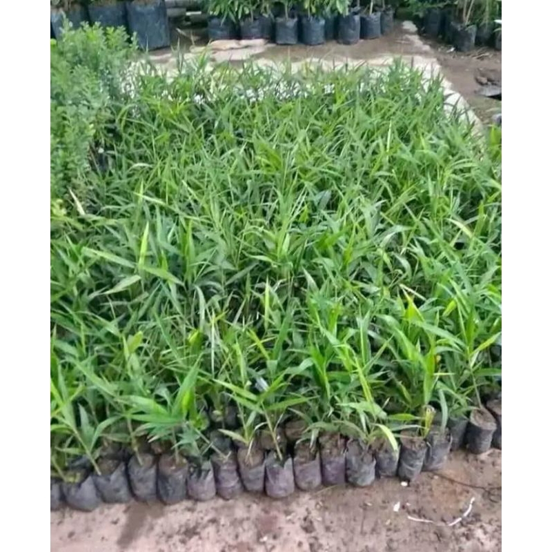 Bibit jahe merah SUPER