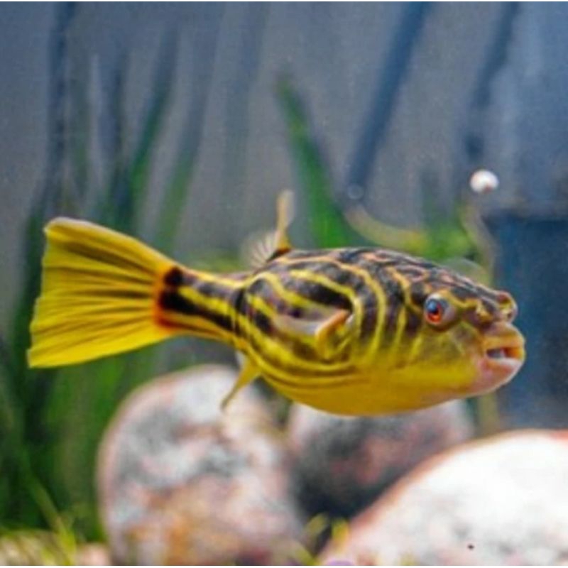 Ikan Fahaka Puffer ikan buntal air tawar unik untuk tankmate dan aquascape